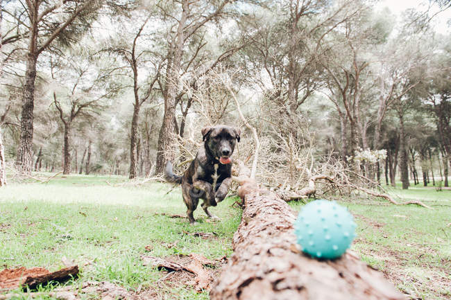 Велика коричнева собака грає в лісі з м'ячем — стокове фото