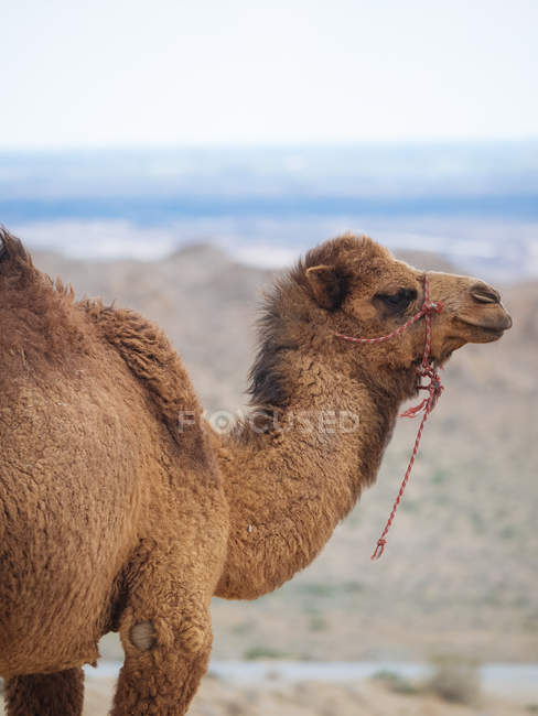 Dromadaire chameau en bride marchant sur la terre ferme du terrain — Photo de stock