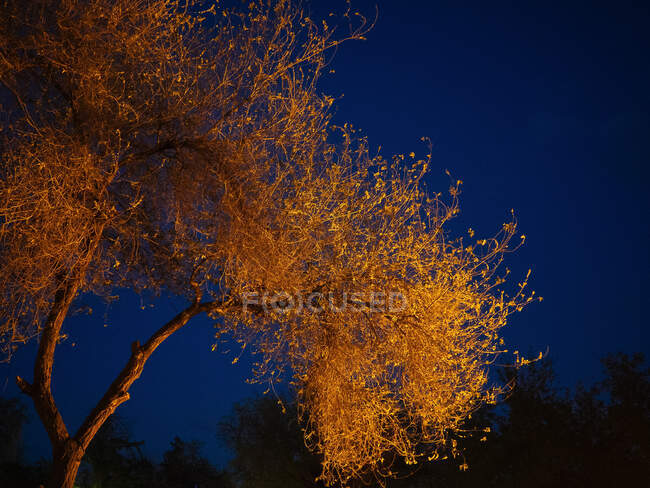 Desde abajo vista de hermoso árbol exuberante iluminado con luz dorada bajo el cielo oscuro de la noche, Uzbekistán - foto de stock