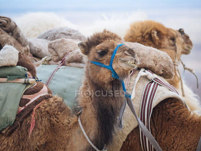 Close-up de camelos de caravana carregados no deserto — Fotografia de Stock