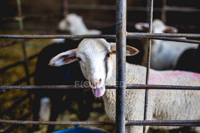 Adorabile belating agnello bianco dietro recinzione in metallo in piega guardando la fotocamera — Foto stock