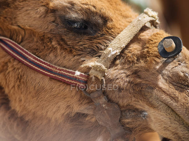 Primo piano della testa di cammello marrone in briglia — Foto stock