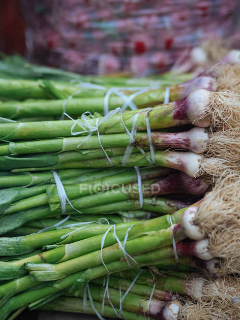 Fresh bunches of spring onions at farmer market — Stock Photo