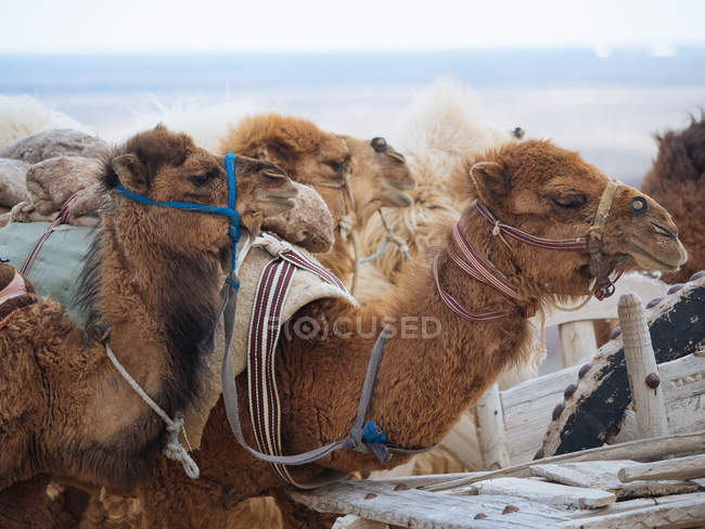 Close-up de camelos de caravana carregados no deserto — Fotografia de Stock