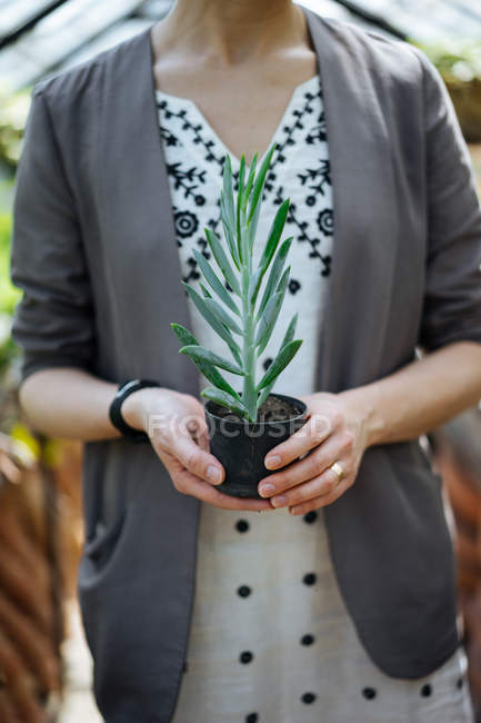 Primer plano de las manos femeninas sosteniendo planta en maceta - foto de stock