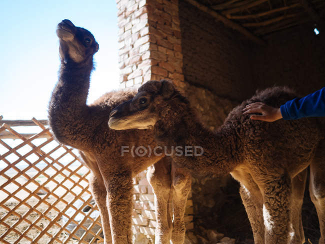 Persona acariciando lindo bebé camellos cerca de valla - foto de stock
