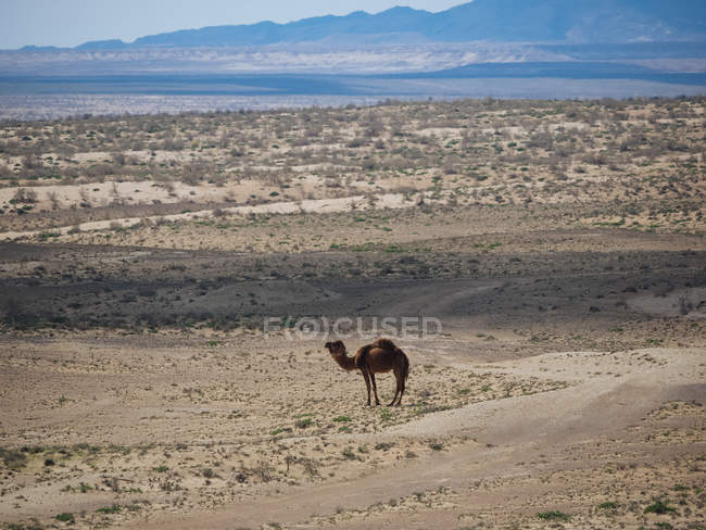 Dromedar Kamel steht auf trockenem Land in endlosem Gelände, Usbekistan — Stockfoto