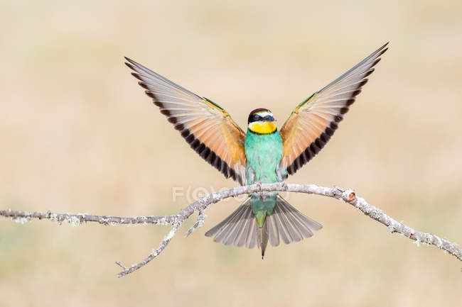 Pássaro brilhante sentado no galho com asas espalhadas — Fotografia de Stock