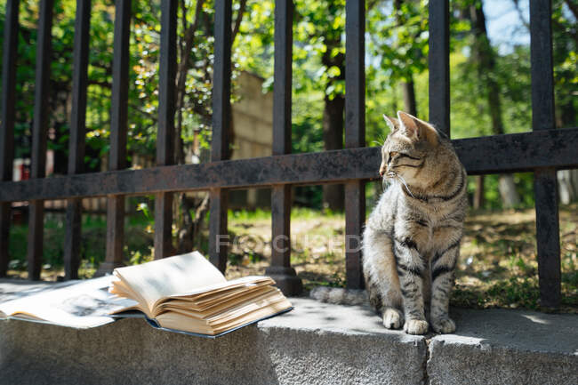 Cute grey tabby stretching on street stone parapet with metal fence and old open books lying nearby — Stock Photo