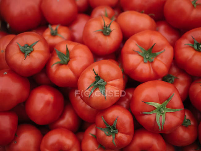 Куча спелых красных свежих собранных помидоров — стоковое фото