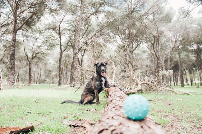 Gran perro marrón jugando en el bosque con pelota - foto de stock