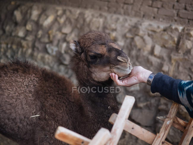 Human hand stroking baby camel behind wooden fence — Stock Photo