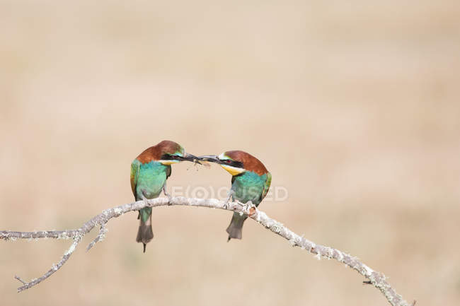 European bee-eater sitting on tree branch and feeding mate on cream background — Stock Photo