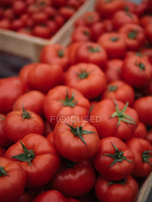 Haufen reifer roter, frisch gepflückter Tomaten in Holzkiste — Stockfoto