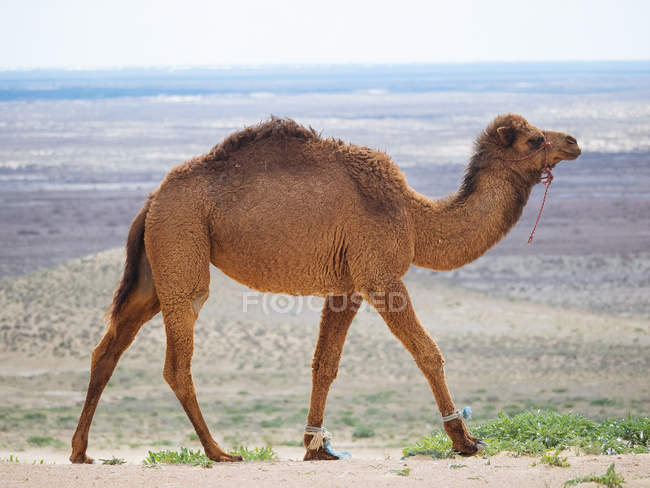 Camello dromedario caminando en tierra seca de terreno interminable, Uzbekistán - foto de stock