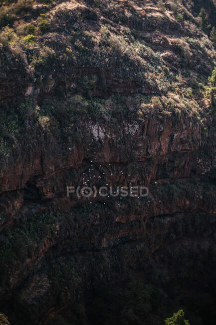 From above view of birds flying high above green gouge with rocky huge cliff, Spain — Stock Photo