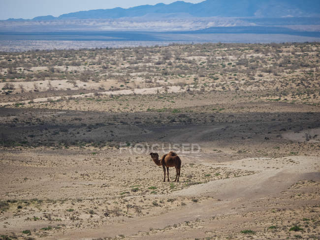 Дромедарский верблюд стоит на суше бесконечной местности, Узбекистан — стоковое фото