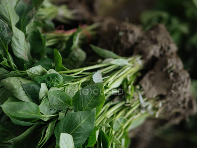 Primer plano de las hierbas verdes frescas en el montón en el mercado de agricultores - foto de stock