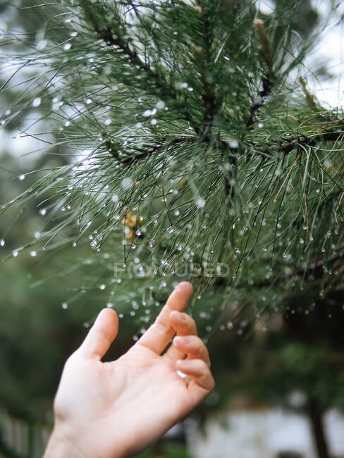 Cortar a mão feminina tocando suavemente ramo verde da árvore com gotas de cristal em agulhas, Uzbequistão — Fotografia de Stock