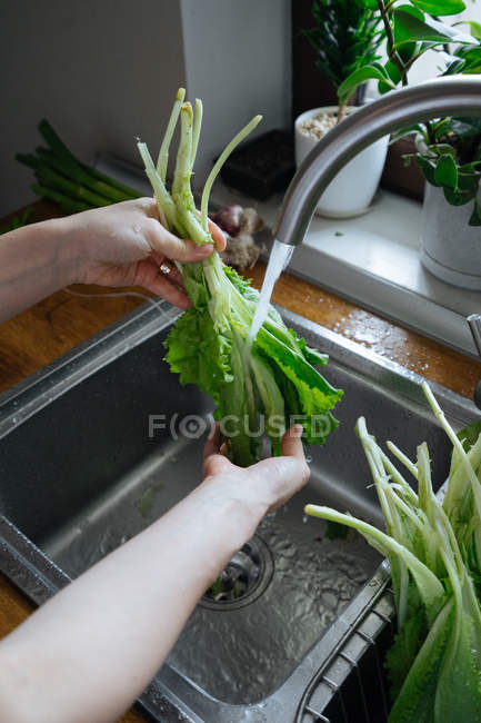 Manos femeninas lavando lechuga verde fresca en fregadero de cocina - foto de stock