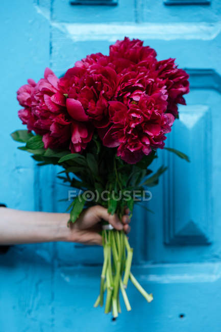 Mano che tiene vivido bouquet di peonie rosa davanti alla porta di legno blu — Foto stock