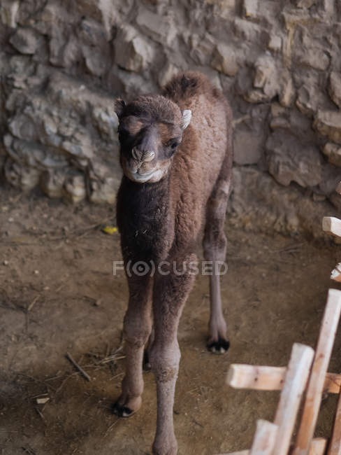 Camelo de bebê adorável em pé no celeiro — Fotografia de Stock