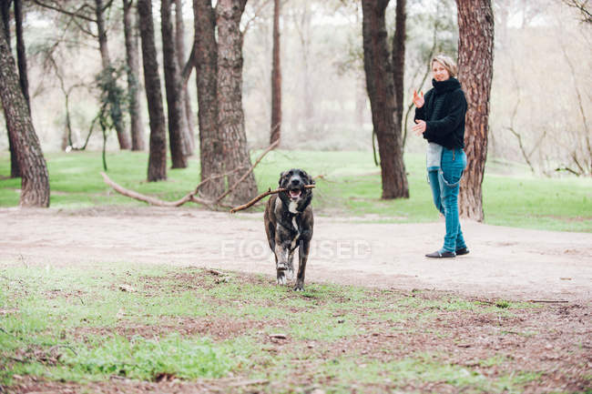 Big brown dog carrying stick in forest with female owner on background — Stock Photo
