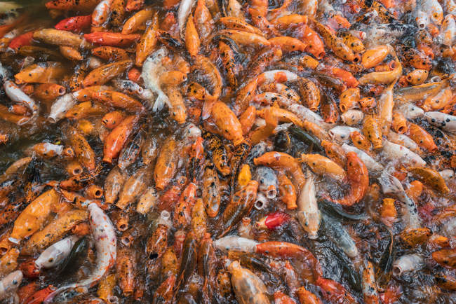 Купа азіатських коропів у воді, що харчуються з голодом — стокове фото