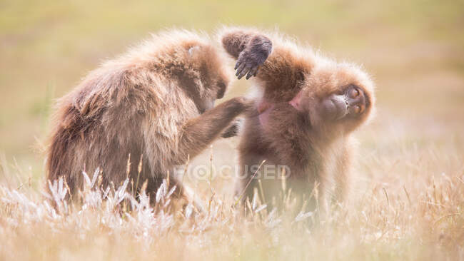 Babuinos cuidándose unos a otros y peinando la piel en la naturaleza - foto de stock