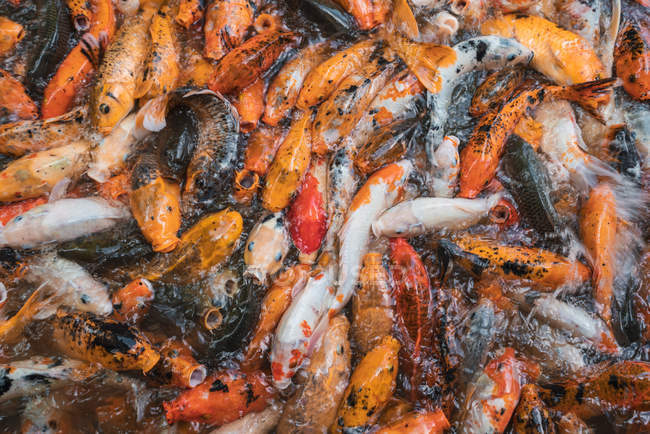 Montón de carpas asiáticas en agua alimentándose de hambre - foto de stock