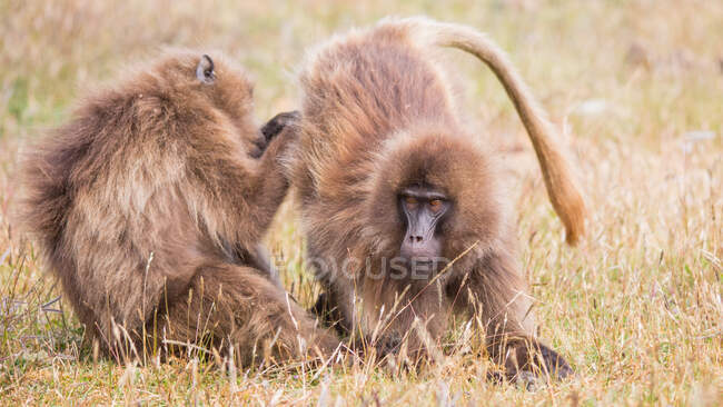 Baboons taking care of each other and combing fur on the nature — Stock Photo