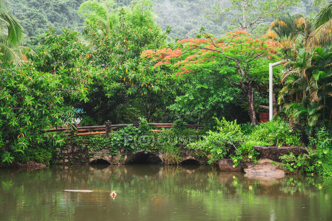 Landscape of green lush trees in tropical Yanoda Rainforest with bridge above tranquil river, China — Stock Photo