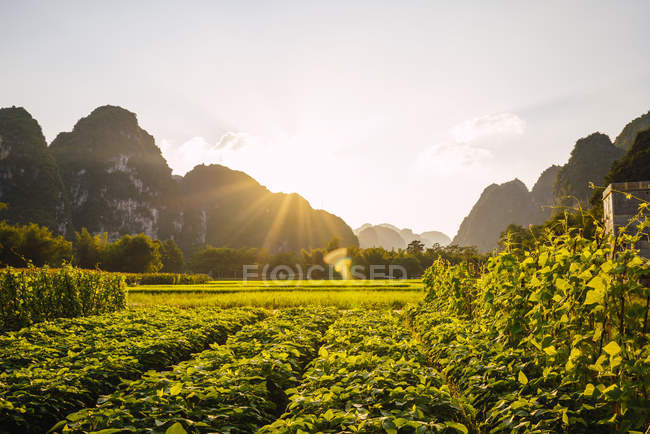Green rice fields and mountains in sunlight in province of Guangxi, China — Stock Photo