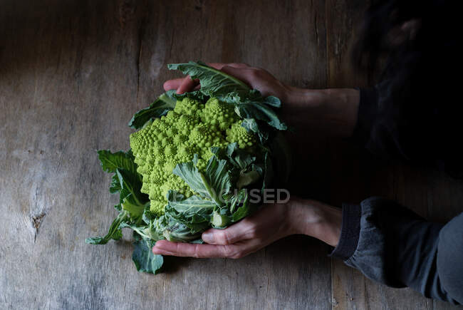 Mani in mano con broccoli romanesco freschi — Foto stock
