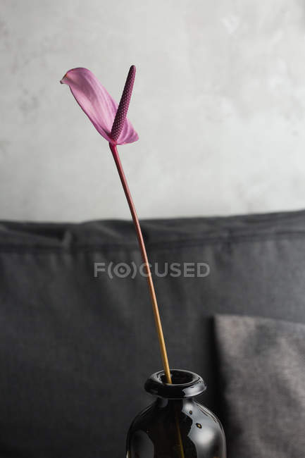 Purple lily flower on long stem in black glass vase on grey background — Stock Photo