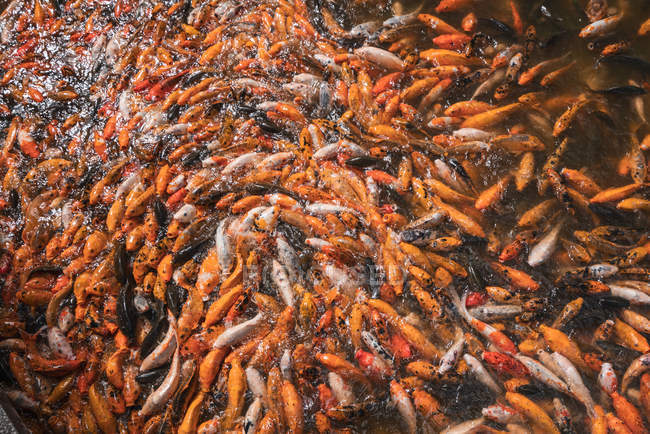 Куча азиатских карпов в воде, кормящих голодом — стоковое фото