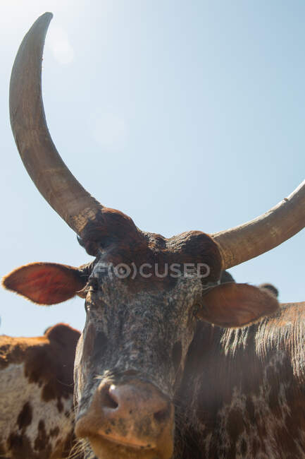 Корови з великими рогами стоять поруч з африканськими пастухами — стокове фото