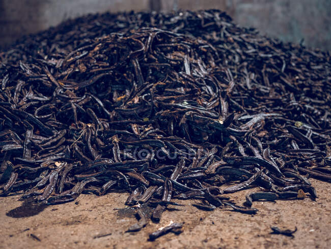 Montón de semillas de algarrobo de color negro en las vainas en el almacén. - foto de stock