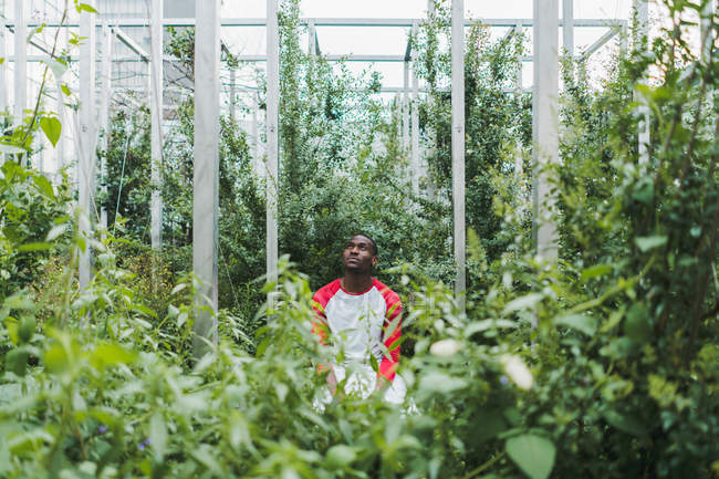 Junger schwarzer Mann sitzt zwischen grünen Büschen im Gewächshaus — Stockfoto