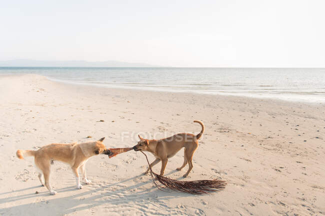 Dois cães interagindo na praia ensolarada arenosa na Tailândia. — Fotografia de Stock