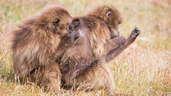 Babuínos cuidar uns dos outros e pentear a pele na natureza — Fotografia de Stock