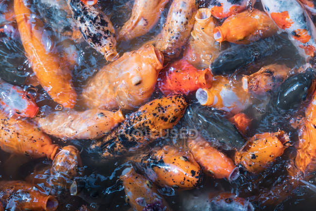 Montón de carpas asiáticas koi en agua alimentándose de hambre - foto de stock