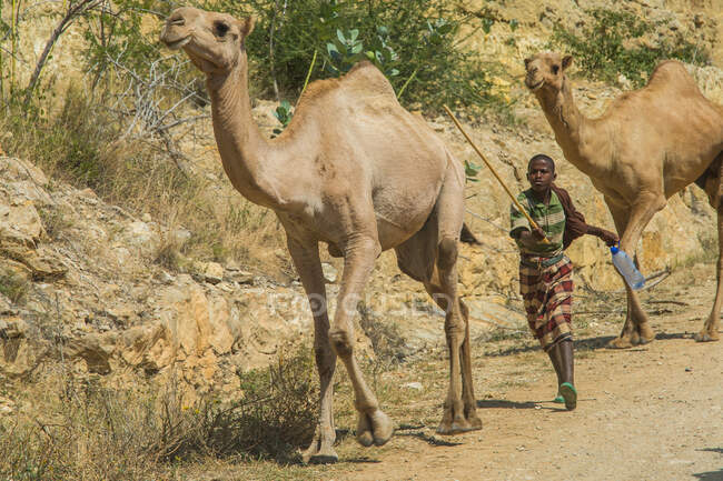 Herdsman driving away herd of camels — Stock Photo