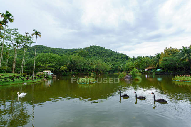 Schwarze Schwäne schwimmen im See im tropischen Garten, Yanoda-Regenwald, China — Stockfoto