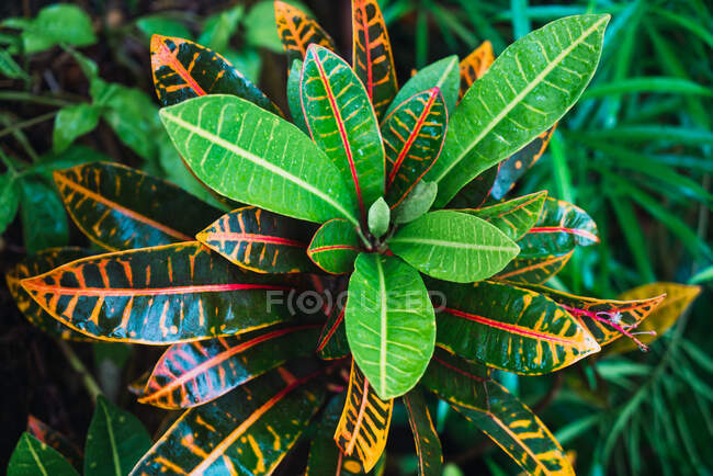 Close-up shot of lush tropical plant with colorful green and orange leaves growing in Yanoda Rainforest, China — Stock Photo
