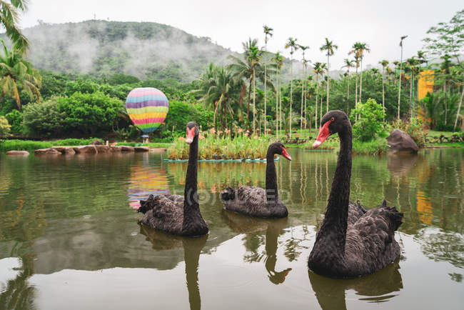 Cisnes negros nadando en el jardín tropical, Yanoda Rainforest, China - foto de stock