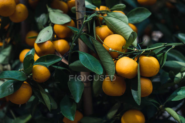 Nahaufnahme eines Astes mit reifen, orangen Mandarinen, die im Garten wachsen — Stockfoto