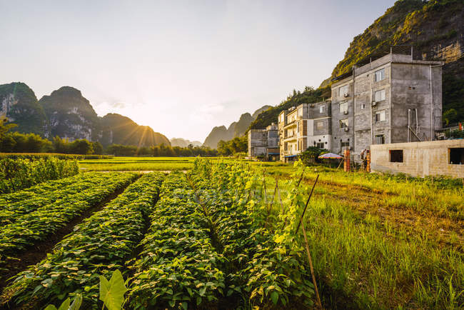 Rice paddy and buildings of small Chinese town in mountains at sunset, Guangxi, China — Stock Photo