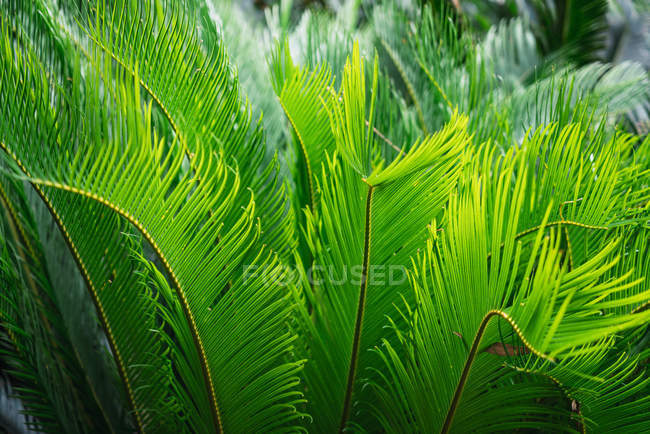 Lush vegetation of Cycas ornamental tree leaves growing in garden — Stock Photo