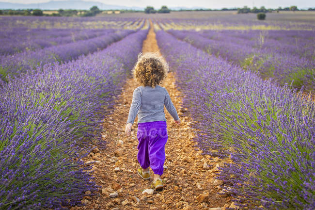 Очаровательная маленькая девочка ходит по фиолетовому лавандовому полю — стоковое фото